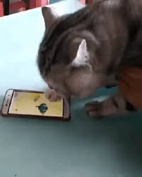 Gif A Cat Prefers To Play On The Phone In Games Cats Funny Cat Videos Cat Gif