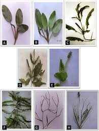 Image result for Potamogeton nodosus