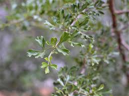 Image result for Searsia rogersii