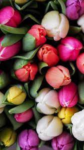 Tulipani Wallpaper Flower Wallpaper Spring Wallpaper Tulip Bouquet
