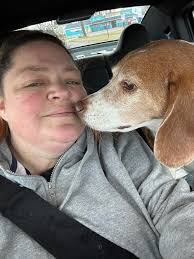 Copper the bloodhound and Moose the bull mastiff