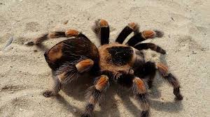 Maybe you would like to learn more about one of these? Expert Tarantulas Surprisingly Common In Kansas
