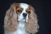 Dog Lovers Gold Hondenforum