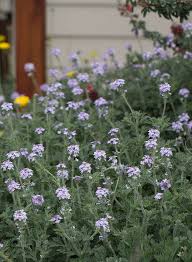 Image result for Verbena × teasii