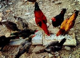 Mari kita mulai cara buat pupuk kompos dari kotoran ayam ini. Cara Membuat Pakan Ayam Ransum Yang Baik Dan Murah Muttaqin Id