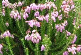 Image result for Erica