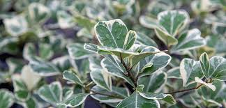 Image result for Ficus triangularis
