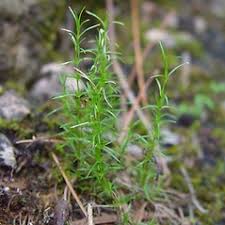 Image result for Mostuea microphylla
