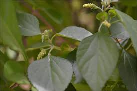 Image result for Acalypha fruticosa