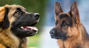 Find german shepherd dog puppies and breeders in your area and helpful german shepherd dog information. Leonberger German Shepherd Mix Family Pet Or Guard Dog