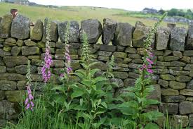 Image result for Digitalis purpurea