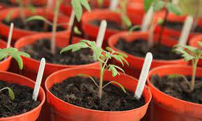 Warte daher mit dem auspflanzen mindestens bis zum 15. Tomaten Ziehen 5 Einfache Tipps Fur Gesunde Tomaten