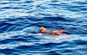 джеральд даррелл моя семья и другие звери краткое содержание Https 2minutki Ru Kratkie Soderzhaniya Avtory Darrell Moya Semya I Drugie Zveri Pereskaz