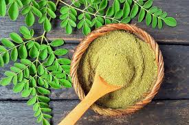 Image result for Moringa oleifera