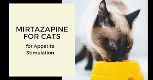 Depends on the cat, depends on the type of anesthesia used. Mirtazapine For Cats For Appetite Stimulation I Love Veterinary