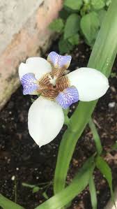 Image result for Neomarica northiana