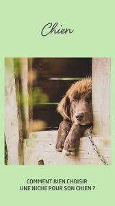Comment Bien Choisir Une Niche Pour Son Chien Chien Modeles De Niche Pour Chien Niche Chien