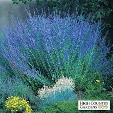 Grow russian sage to achieve a soft green color. Blue Spires Russian Sage High Country Gardens Sage Plant Russian Sage