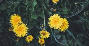 Dandelions also happen to be both delicious and. 13 Potential Health Benefits Of Dandelion