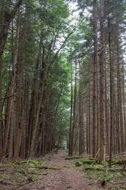 When you want to fry, steam, boil, sear and. 9 Amazing Things To Do In Cook Forest State Park Uncoveringpa