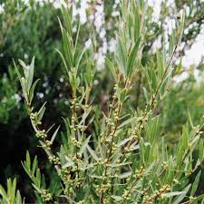 Image result for Ficalhoa laurifolia