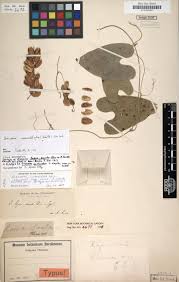 Image result for Thesium bangweolense