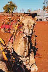 What if we have 1000 fields instead of 3, what do we do now? A Magical Night At The Field Of Light At Uluru Explore Shaw