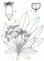 Image result for Rauvolfia mombasiana