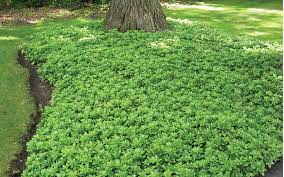 Check spelling or type a new query. Buy Green Carpet Pachysandra Free Shipping Japanese Spurge Plants For Sale Online From Wilson Bros Gardens