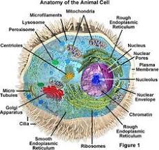 Guide gizmo cell division answer key ebook, cell structure exploration activities, student exploration. 32 Cell Structure Ideas Cell Structure Science Biology Biology