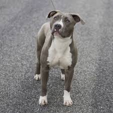 Pitbull terrier is a popular song by die antwoord | create your own tiktok videos with the pitbull terrier song and explore 3.8m videos made by new and popular creators. Allevamento Pitbull Terrier Red E Blue Nose In Italia Pitbull Forest House