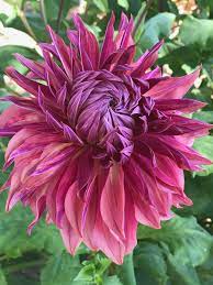 Dahlia Penhill Monarch Dark Highfields Gardens Dahlia Flower Beautiful Gardens Dahlia
