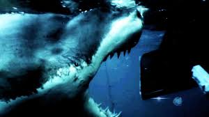 Novels like the meg series and other fictional works about megalodons who have somehow. Megalodon The Monster Shark Lives Tonight 9 8c Youtube