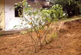 Image result for Tabernanthe