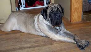 Ranger & lacey have a beautiful new litter!!! Cane Corso Blue Mastiff For Sale Spokane Wa Page 6