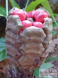 Image result for Zamia