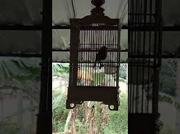 Anis trotol umur 2 bulan, nyrecet, ngeriwik, ngeplong mp3 duration 4:07 size. Burung Decu Trotol Saxicola Caprata Hari 28 Mulai Wikluss Wiksar Bukan Wik Wik Youtube