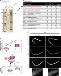 Maybe you would like to learn more about one of these? Daf 16 Foxo Requires Protein Phosphatase 4 To Initiate Transcription Of Stress Resistance And Longevity Promoting Genes Nature Communications