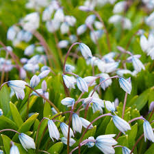 Image result for Equilabium stenophyllum