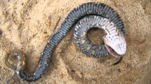 3.5 hognose snake playing dead. Eastern Hognose Plays Dead Youtube