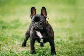 Vinyl wall decal geometric polygonal dog french bulldog pet stickers. Francia Bulldog Fajtaleiras Zooplus Kutya Magazin
