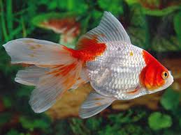 Betta lifespan also depends on their diet. Red White Fantail Goldfish Betta Solutions