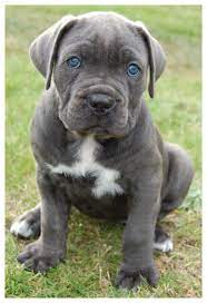 Gray is a dilution of black, so by marrying gray cane corso for generations to fix the color, the dilution affects the pigmentation of the nose, mucous membranes, and light eyes. The Surefire Way To Find Dog Ownership Success Cane Corso Puppies Corso Dog Cane Corso