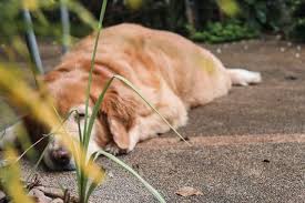 How Long Does A Dog In Heat Bleed Stages Prevention Pregnancy