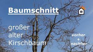 Bei süßkirschen findet der schnitt nach der ernte, also meist zwischen anfang august und ende september, statt. Baumschnitt An Grossem Altem Kirschbaum Vorher Nachher Youtube