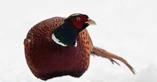Fasan Phasianus Colchicus Im Schnee Forum Fur Naturfotografen Fasan Kleine Vogel Schnee