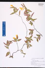 Image result for Gelsemiaceae