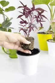 Image result for Ipomoea batatas pots