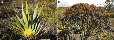 Image result for Trachypogon