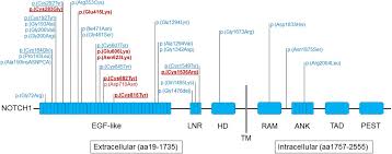 Vsds are categorised according to their. Genes And Pathways Implicated In Tetralogy Of Fallot Revealed By Ultra Rare Variant Burden Analysis In 231 Genome Sequences Biorxiv